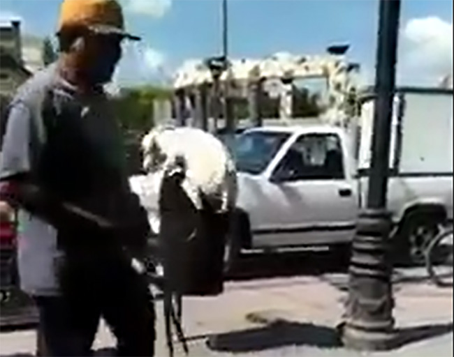 Despiden a trabajador por cortar a un perrito en Huehuetlán