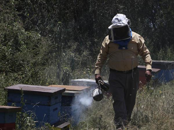 Reafirma SDR convenio con gobierno de Veracruz para protección de colmenas