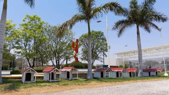 Bienvenido a la colonia Dogtores: UTT instala casas para perros abandonados