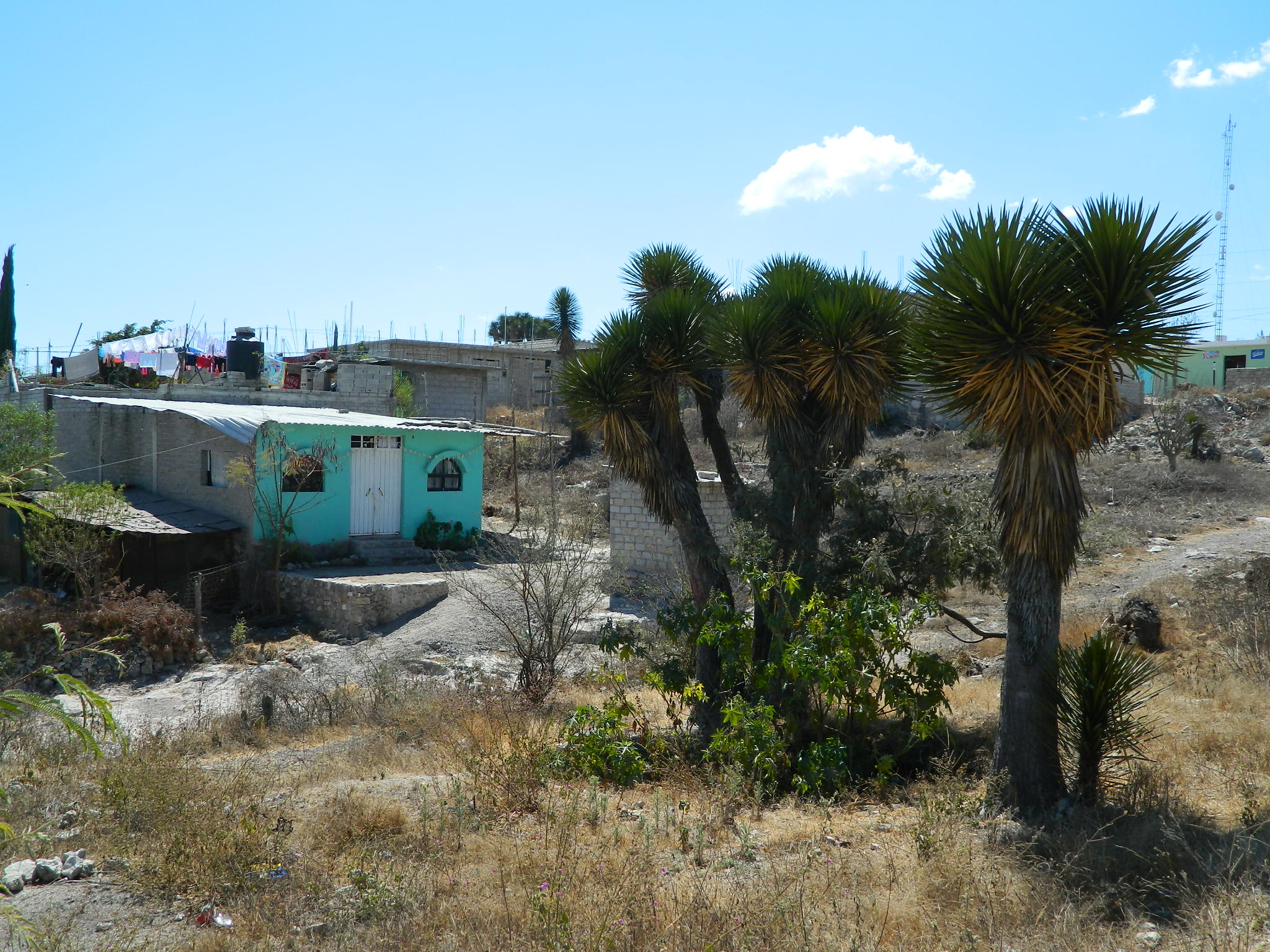 Crecimiento urbano reduce zonas de siembra en Tehuacán