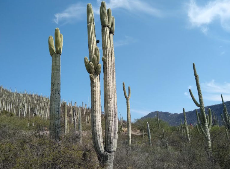 Sequía afecta plantas endémicas de la Reserva Tehuacán-Cuicatlán 