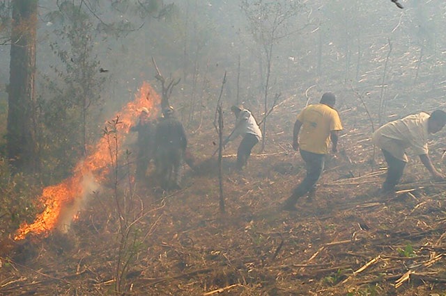 Fuego consume 90 hectáreas forestales en Huauchinango