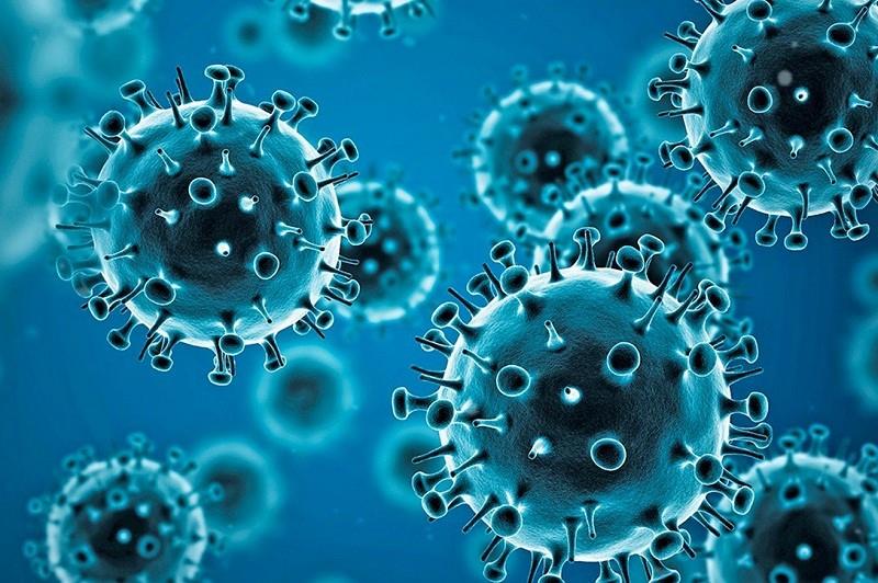 Hallan virus SARS-CoV-2 en ciervos de América del Norte