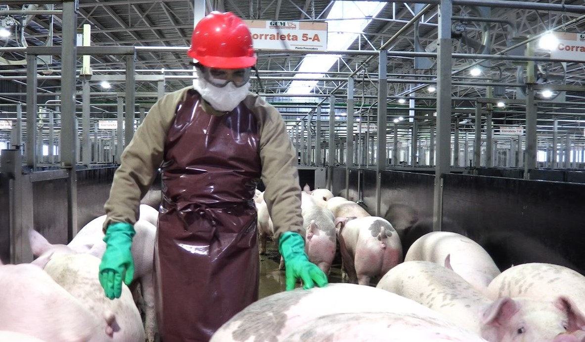Certifican internacionalmente a planta procesadora de carne de Granjas Carroll