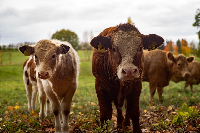 Diputados buscarán prohibir las corridas de toros