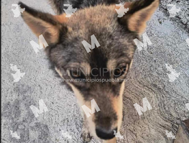 En Nativitas, ubican una hembra de coyote en un domicilio