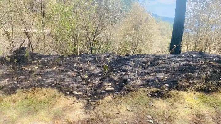 Más de 80 hectáreas de árboles y plantas endémicas dejó incendio en Coyomeapan