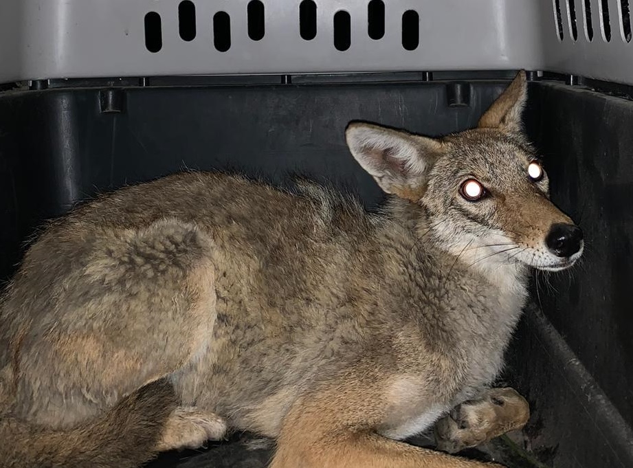 Capturan a ejemplar de coyote en interior de escuela en Amozoc