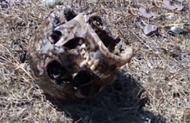 Encuentran cráneo en junta auxiliar de Puebla; podría ser de cuerpo calcinado