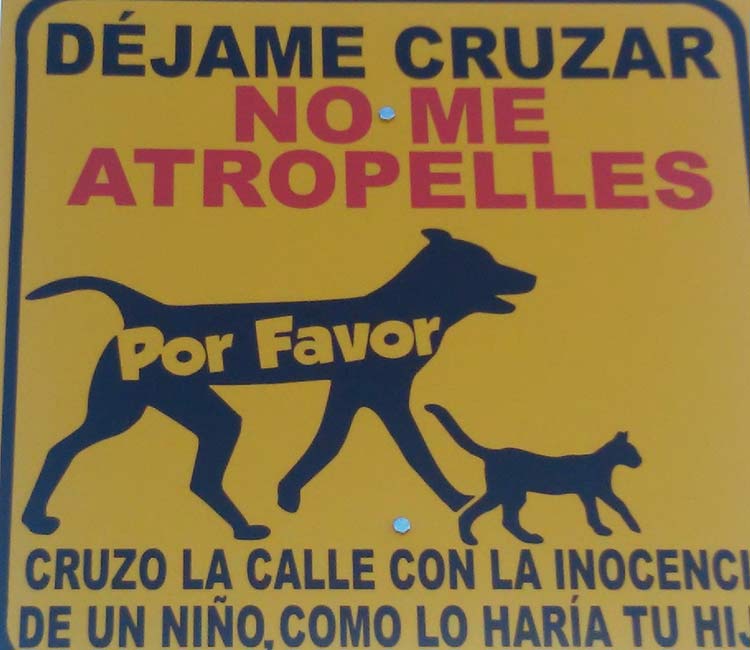 Con banderolas piden no atropellar animales en Atlixco