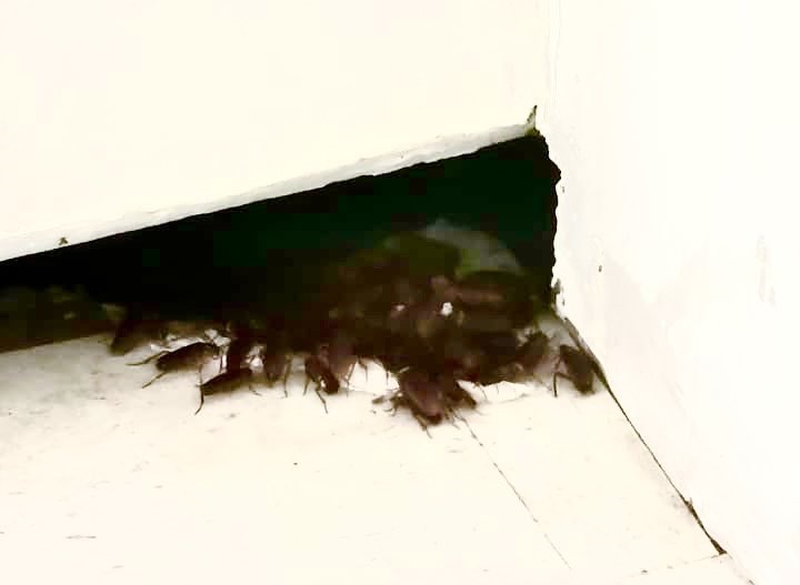Hasta nidos de cucarachas hallan en unidades del IMSS en Puebla