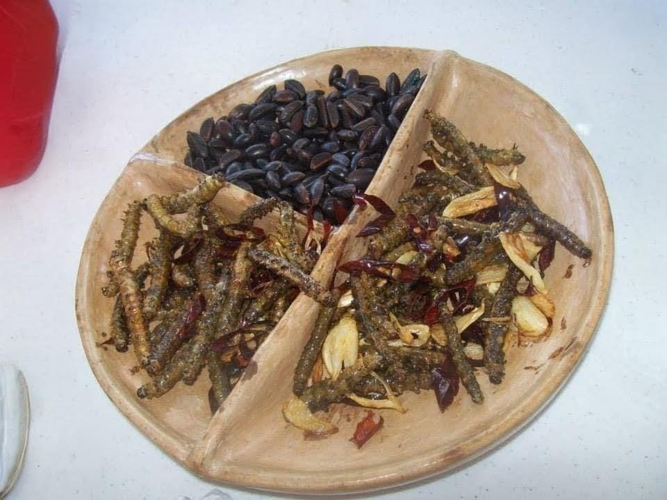 Investigarán una larva de la mariposa nocturna en la Reserva de la Biosfera