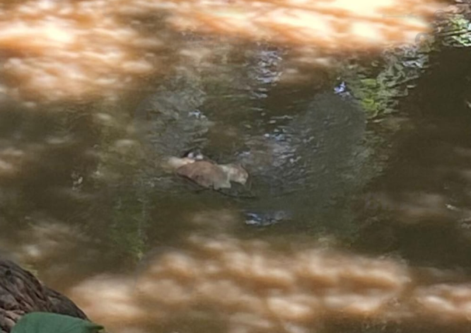 Hallan cadáver del joven El Ranchero en río Nexapa en Izúcar