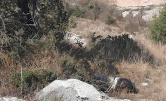 Hallan cadáver en descomposición en el cerro de Jamaica en Tepeaca