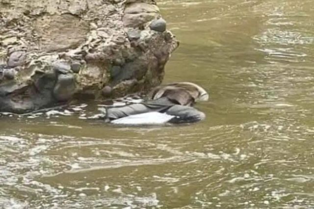 Hallan cadáver flotando en el Río Nexapa en Izúcar