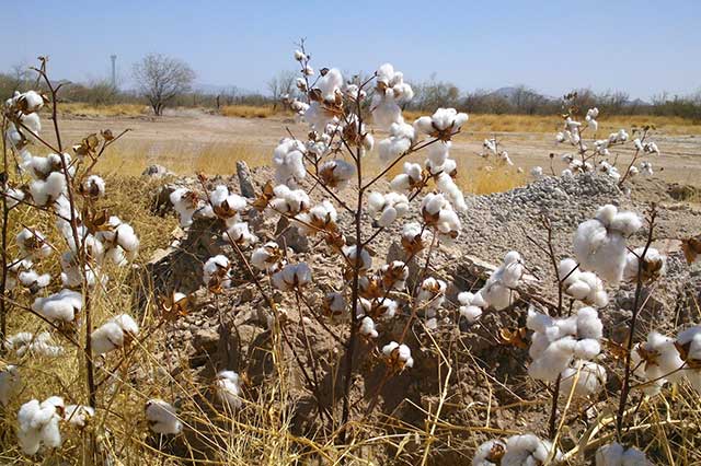 La UNEFA protegerá el cultivo de algodón nativo de la Mixteca