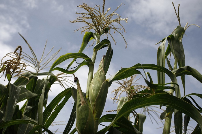 Heladas afectan varias hectáreas de cultivo de maíz en San Andrés