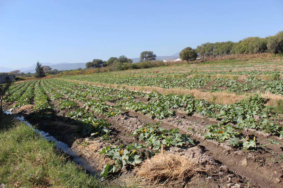 Riegan hortalizas con aguas residuales en Tehuacán