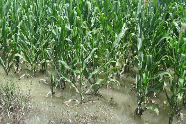Campo poblano, sin seguro contra daños por huachicol