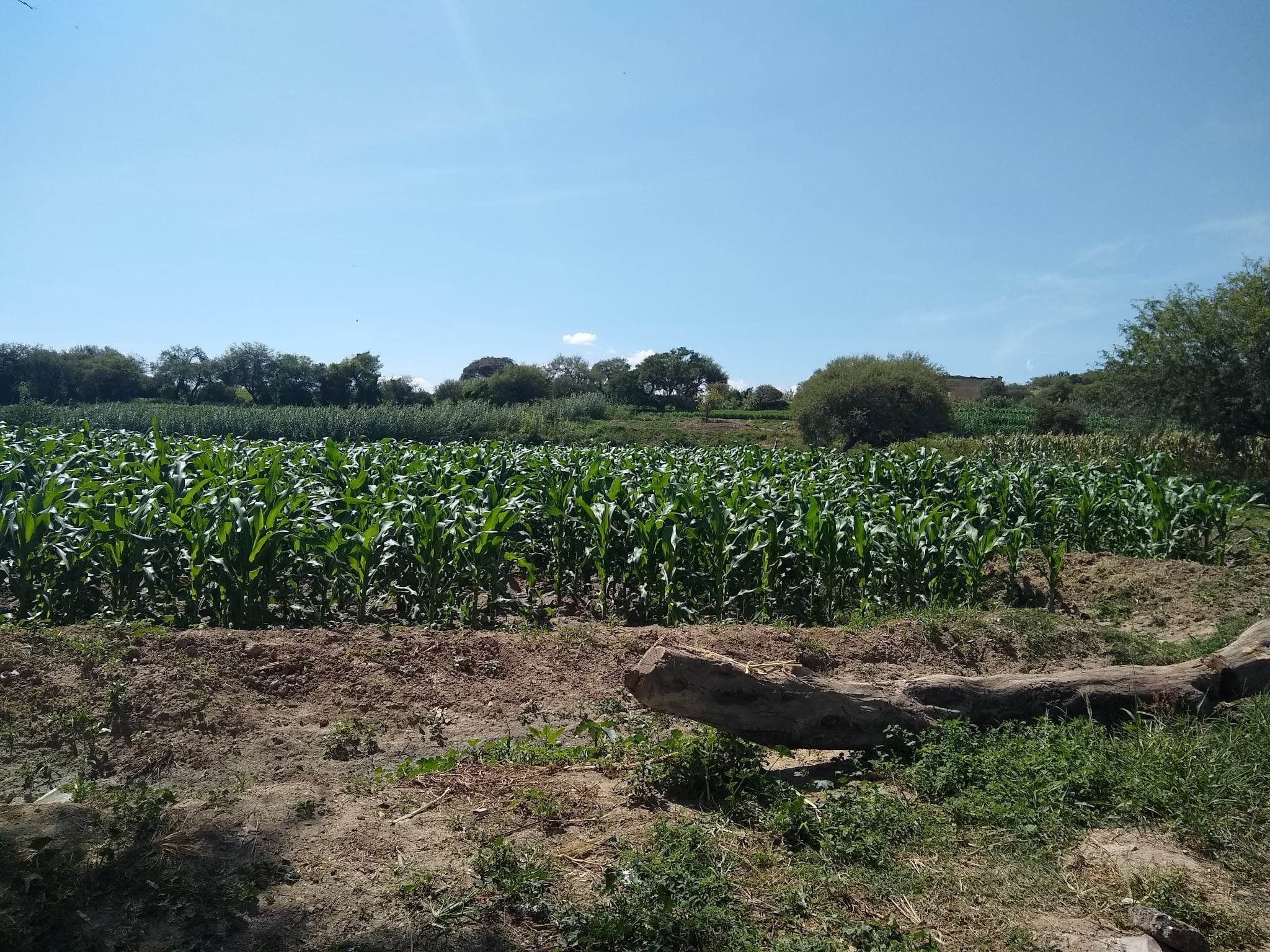 Sequía devastó más de 500 hectáreas de cultivo en Caltepec