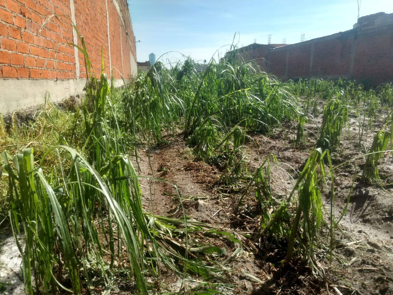 Campesinos de Huejotzingo piden evaluar daños a cultivos tras granizada