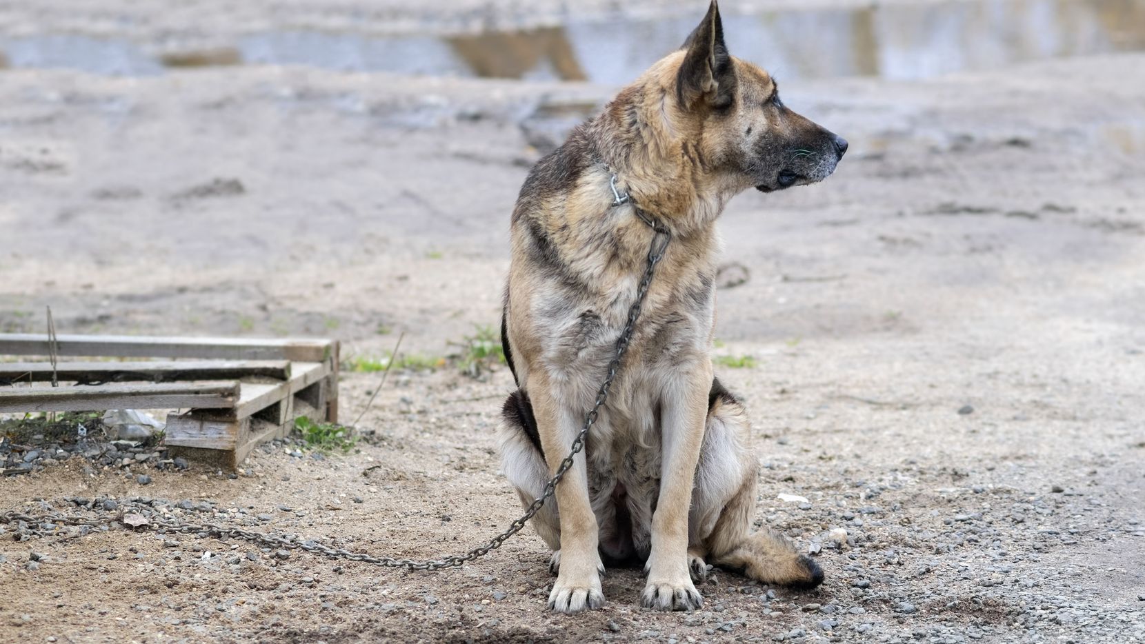VIDEO Perros atacan a pequeña de dos años en Edomex