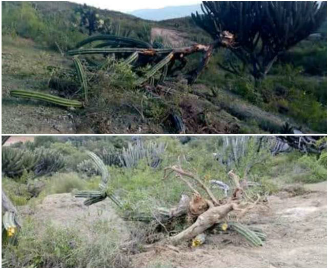 Acusan deforestación de Comisariado Ejidal en San Antonio Cañada