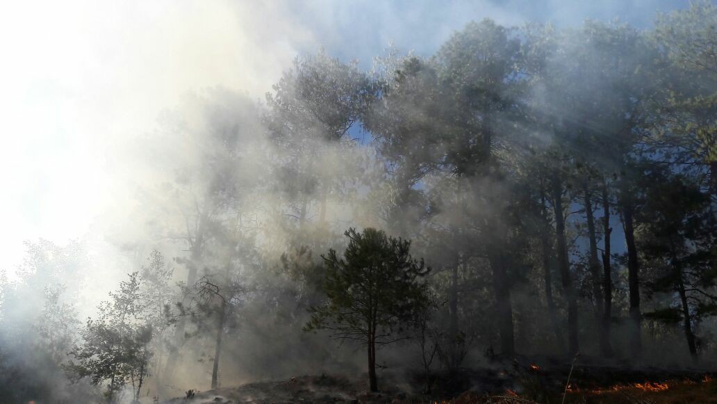 Incendios consumen 20 hectáreas forestales en Zacapoaxtla y Zaragoza