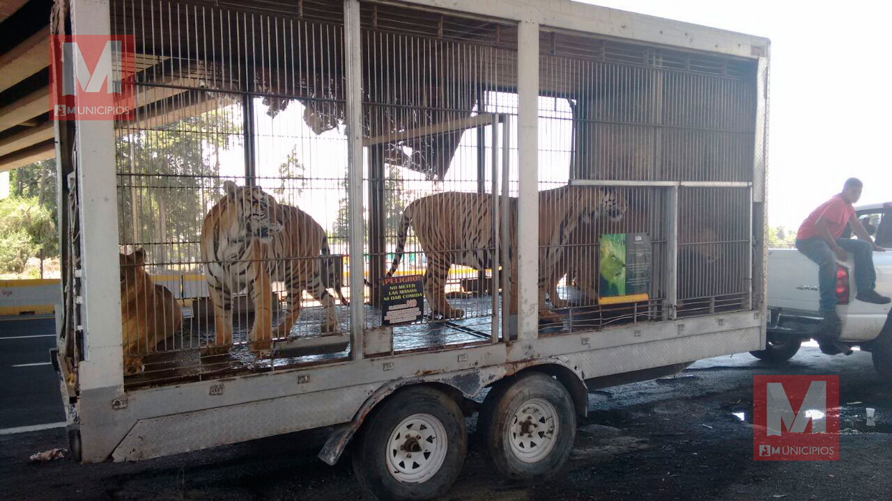 Traslada PROFEPA animales, edil afirma que no son suyos