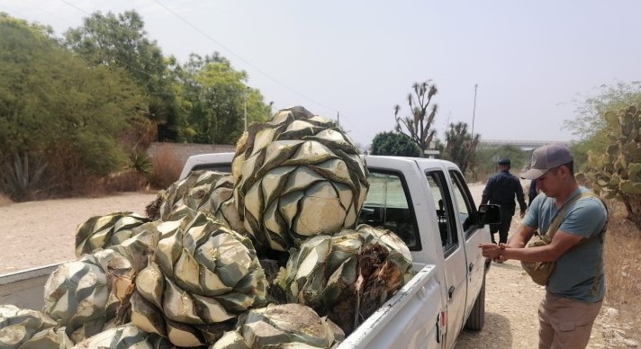 Decomisan 40 piñas de agave extraídas de la Reserva de la Biosfera de Tehuacán