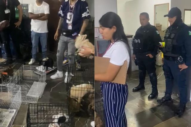 Mediante operativo interinstitucional, SSG decomisa 12 animales en Analco