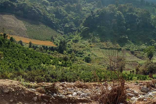 Piden sustituir cultivos en Huauchinango para evitar deslaves