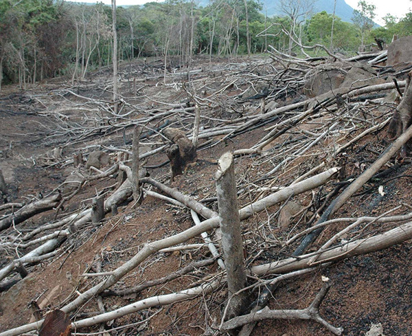América Latina, donde hay más deforestación en el mundo