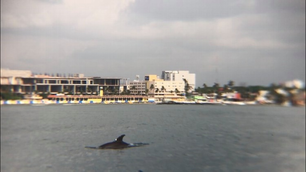 Avistan delfines en mar de Veracruz