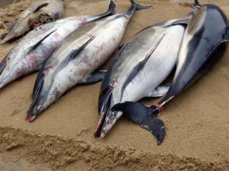 Encuentran 30 delfines muertos en Baja California Sur