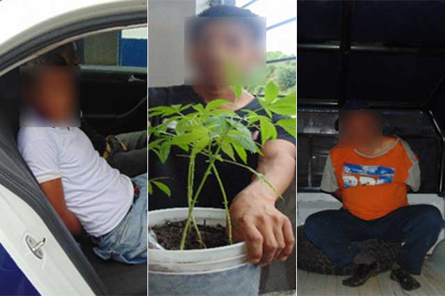 Capturan a 2 sujetos con planta de mariguana, en Huauchinango