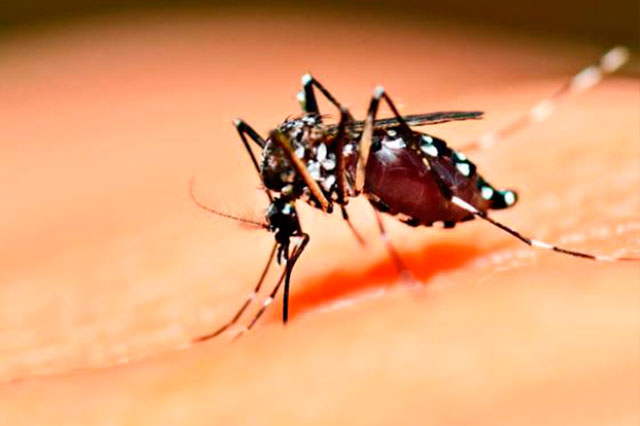 Confirman enfermo de dengue y 14 sospechosos en V. Carranza