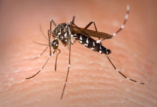 Baja hasta un 60% casos de dengue en Puebla