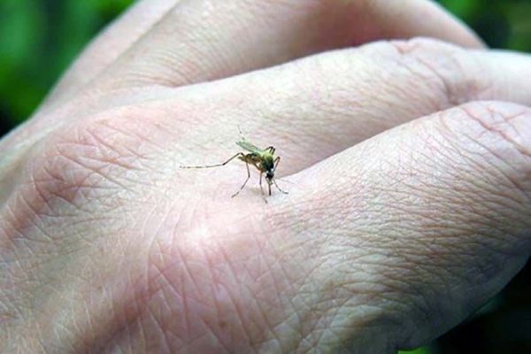 Mueren dos alumnos del Cobaep por posible cuadro de dengue