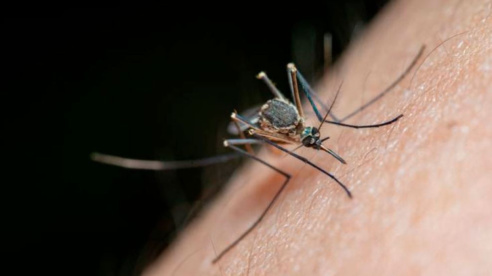 Acumula Puebla 3 mil 343 casos por dengue en 2024