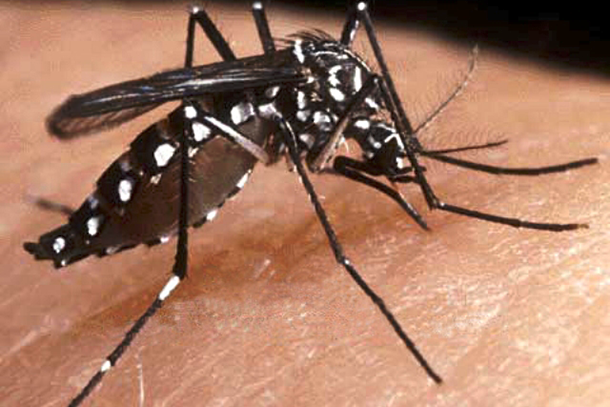 864 casos de dengue en Puebla y 6 posibles defunciones: Salud 