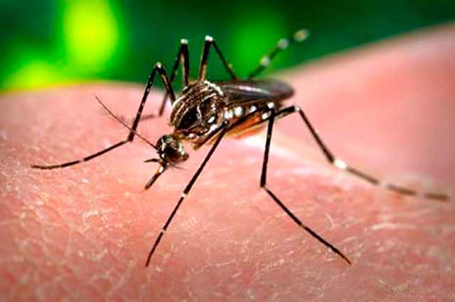 En alerta Tehuacán por mosco Aedes Egiptys ante inicio del periodo vacacional