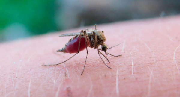 Mosquito del dengue se adapta y ahora es resistente a los fríos en México