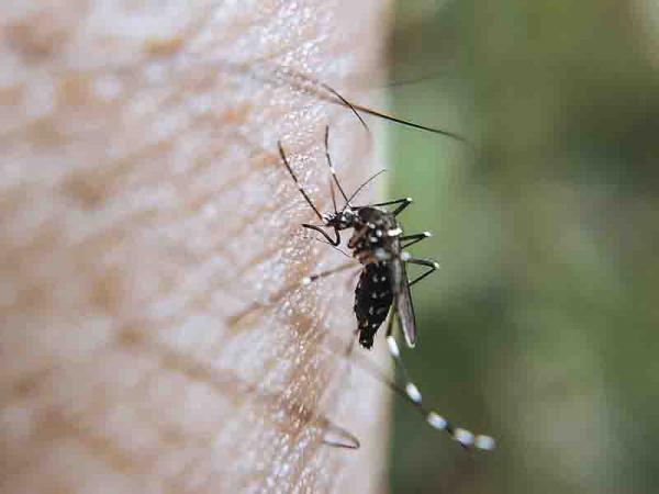 Puebla rebasa los 3 mil casos de dengue