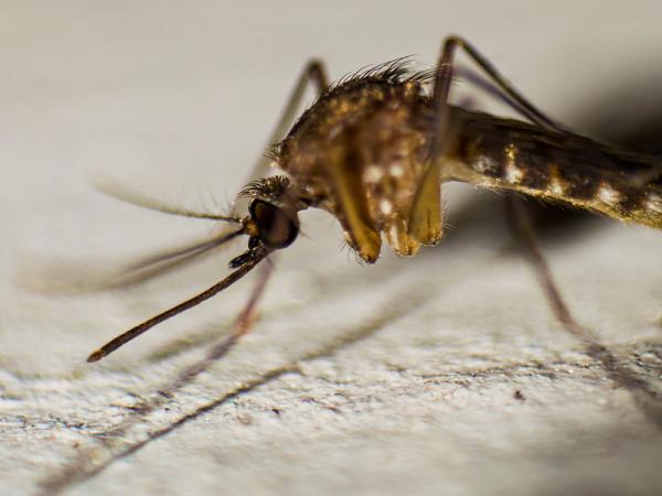 Reporta Salud siete nuevos contagios por dengue; van 84 casos
