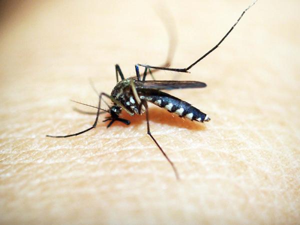 Sin nuevos casos y hospitalizados por dengue en Puebla: Salud