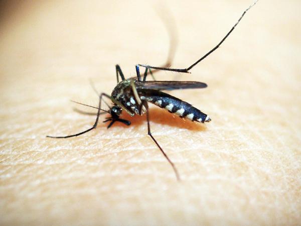 Reporta Salud cinco casos nuevos de dengue en las últimas 24 horas