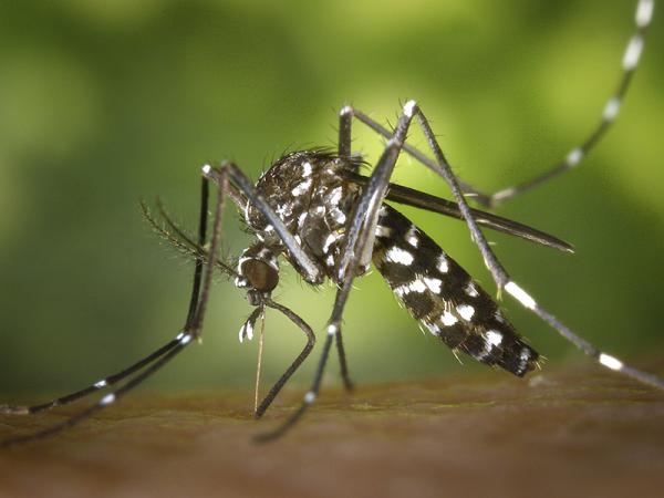 En México circulan 4 serotipos del virus del dengue: DENV-1, DENV-2, DENV-3 y DENV-4