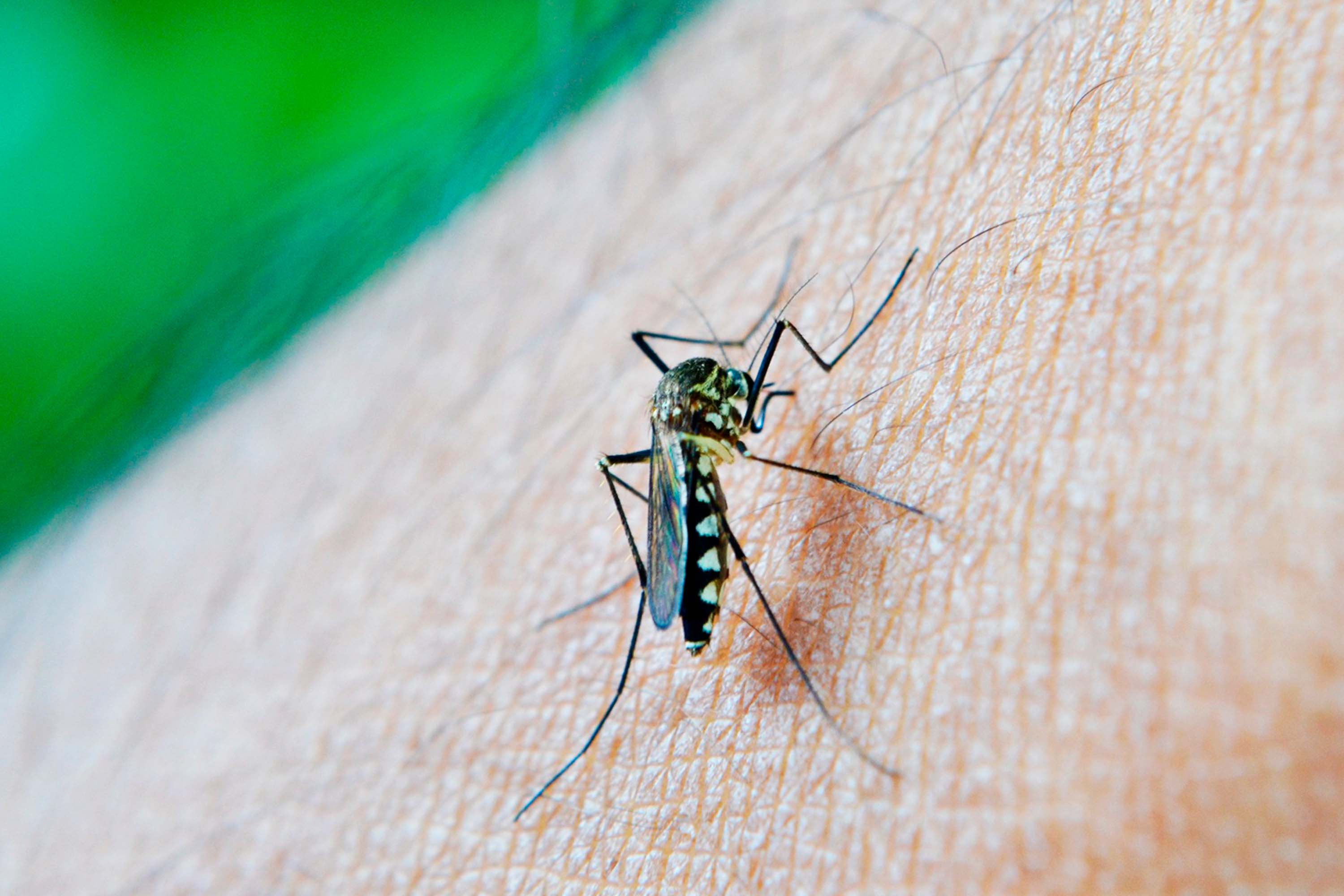 Casos de dengue llegan a 61 en Puebla
