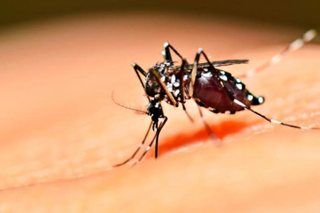 Lluvias favorecen proliferación de mosquitos transmisores de dengue